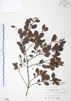 小葉赤楠藏品圖，第1張