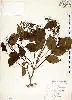 九芎藏品圖，第1張