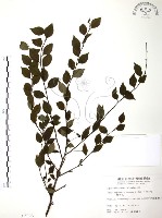 燈稱花、烏雞骨藏品圖，第1張