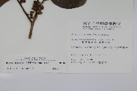 臺灣糊樗藏品圖，第2張