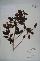 威氏冬青藏品圖，第1張