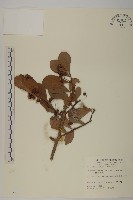 蘭嶼裸實藏品圖，第1張