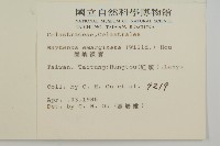 蘭嶼裸實藏品圖，第2張