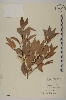 福建賽衛矛、福建假衛矛藏品圖，第1張