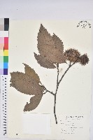 茅栗、日本栗藏品圖，第1張