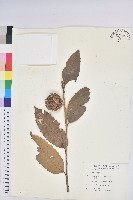 板栗藏品圖，第1張