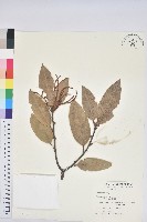 刺栲、鉤栗、火燒柯藏品圖，第1張