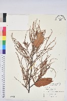 刺栲、鉤栗、火燒柯藏品圖，第1張