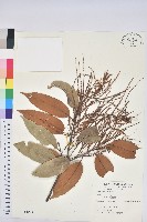 刺栲、鉤栗、火燒柯藏品圖，第1張