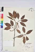 赤柯、赤椆、森氏櫟藏品圖，第1張