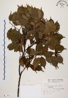 油葉石櫟藏品圖，第1張