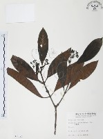 九節木、牛屎烏、青龍吐霧藏品圖，第1張