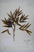 細葉十大功勞藏品圖，第1張