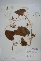 薄葉牛皮消藏品圖，第1張