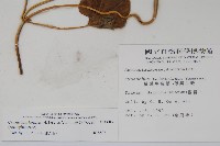 薄葉牛皮消藏品圖，第2張