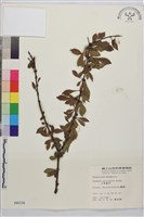 小葉鼠李藏品圖，第1張