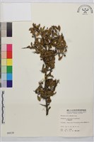 小葉鼠李藏品圖，第1張