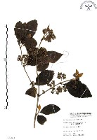 杜虹花，台灣紫珠藏品圖，第1張