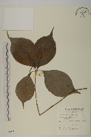 寬葉金粟蘭藏品圖，第1張