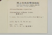 寬葉金粟蘭藏品圖，第2張