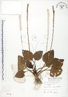 車前草藏品圖，第1張