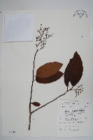 厚殼樹藏品圖，第1張