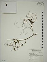 翼核木藏品圖，第1張