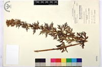 臺灣烏頭藏品圖，第1張