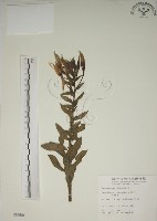 黃花月見草藏品圖，第1張