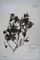 曲莖馬藍藏品圖，第1張