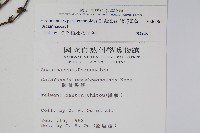 曲莖馬藍藏品圖，第2張