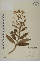 艾納香藏品圖，第1張