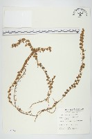 土丁桂藏品圖，第1張