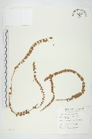 土丁桂藏品圖，第1張