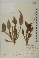 臺灣鬼督郵藏品圖，第1張