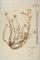 鼠麴草藏品圖，第1張
