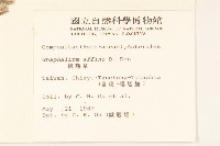 鼠麴草藏品圖，第2張