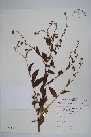 琉璃草藏品圖，第1張