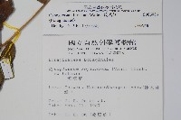 琉璃草藏品圖，第2張