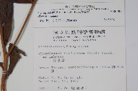 琉璃草藏品圖，第2張