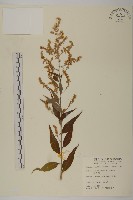 珍珠蒿、奇蒿藏品圖，第1張