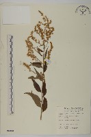 珍珠蒿、奇蒿藏品圖，第1張