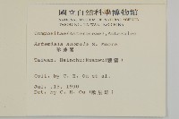 珍珠蒿、奇蒿藏品圖，第2張