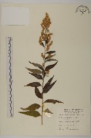 珍珠蒿、奇蒿藏品圖，第1張