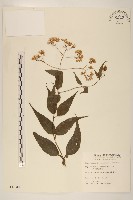 田代氏澤蘭藏品圖，第1張