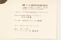 田代氏澤蘭藏品圖，第2張