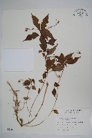 紫花鳳仙花藏品圖，第1張