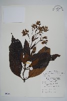 假酸漿藏品圖，第1張