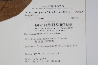 假酸漿藏品圖，第2張