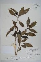 臺灣樹參藏品圖，第1張